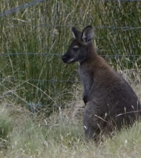 Wallaby. MT Rumney Escapes Accommodation
